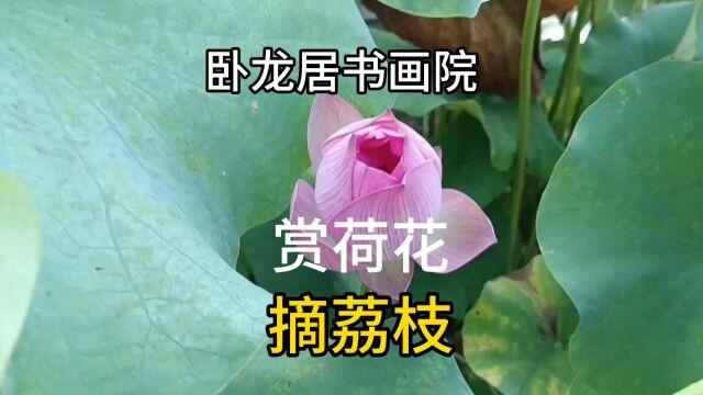 卧龙居书画院 | 赏荷花 摘荔枝 2023年8月13日,徐之腾拍于重庆卧龙居山庄.