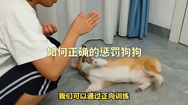 正确惩罚,让狗狗不再犯错