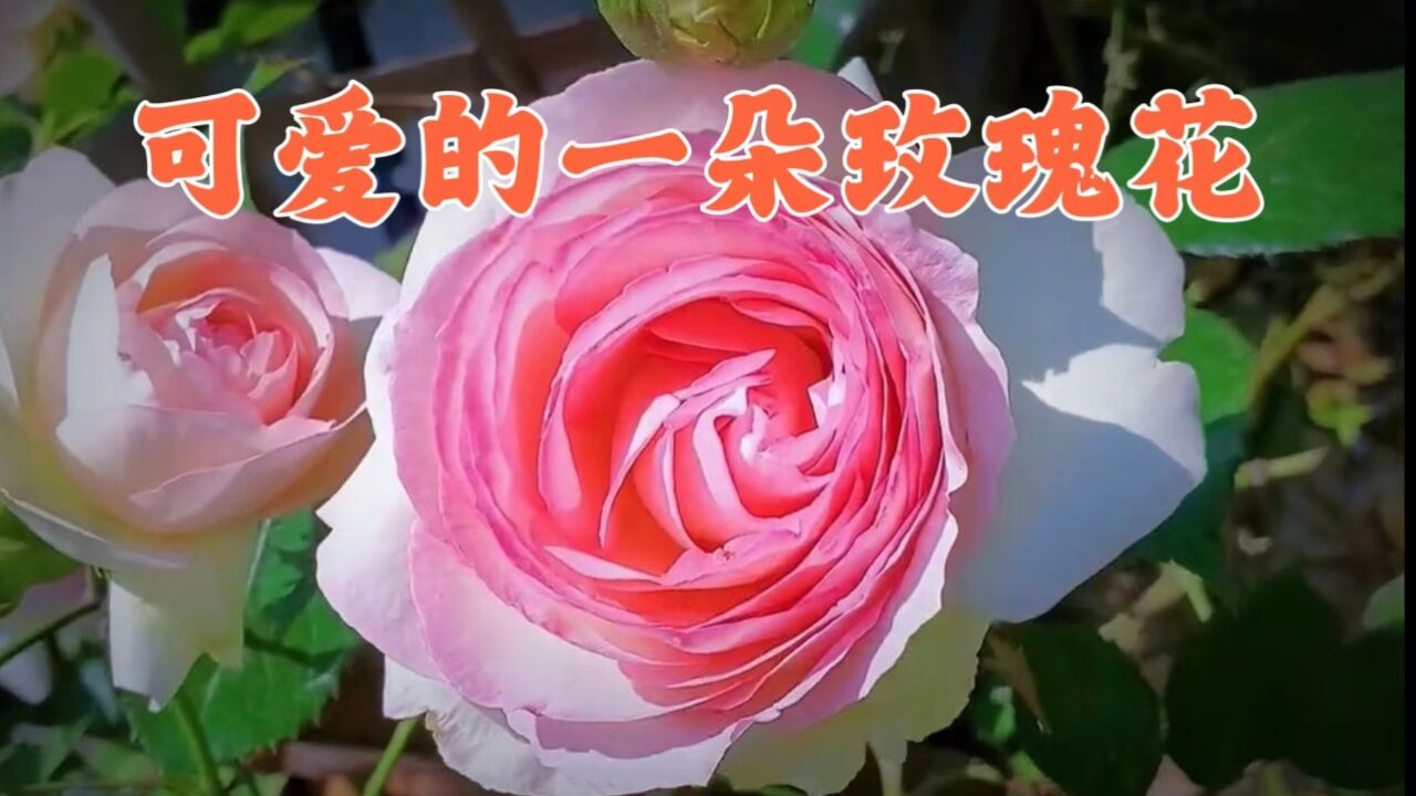 廖昌永可爱一朵玫瑰花图片
