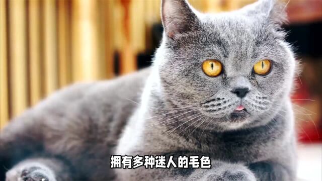 英国短毛猫:理想的伴侣猫咪!!!