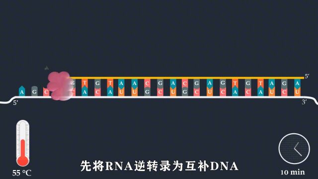 逆转录PCR