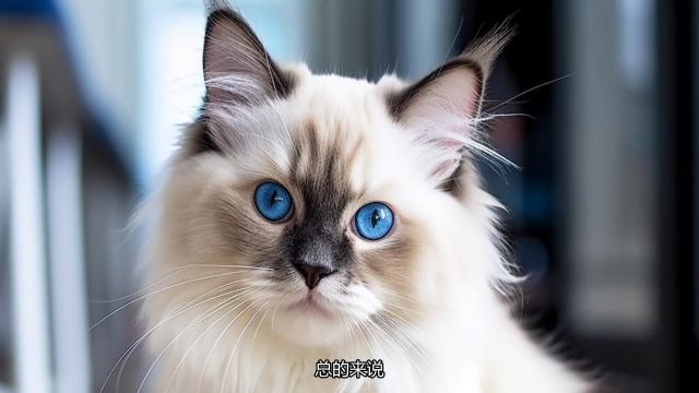 布偶猫多大算成年?专家告诉你答案