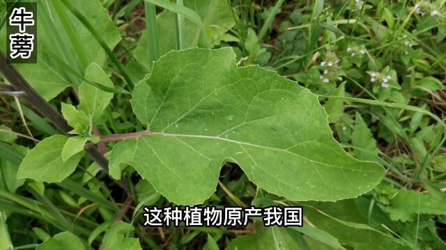 这种植物原产我国,传入日本后成为高端蔬菜,它叫牛蒡,你吃过么#野生植物 #趣味本草 #牛蒡 #