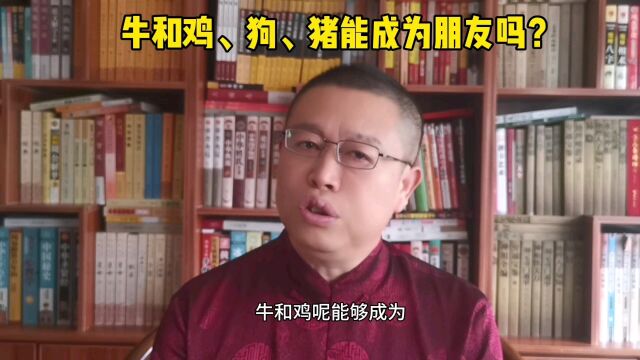 秦华讲解十二生肖,牛和鸡、狗、猪的人能成为朋友吗?