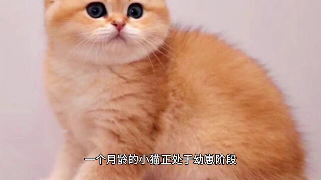 一个月的小猫怎么养