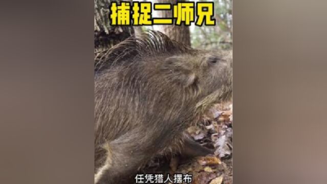 捕捉野猪