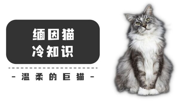 缅因猫,一定是很多人养猫的向往吧~