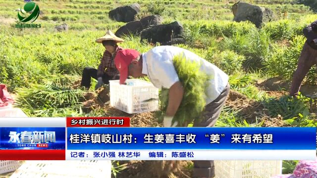 【乡村振兴进行时】桂洋镇岐山村:生姜喜丰收 “姜”来有希望