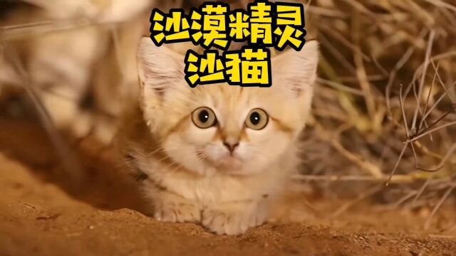 猫科中的异类——沙猫