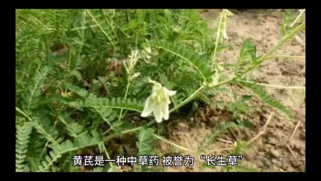 蜂蜜水养生?这4个蜂蜜的好处,或是在忽悠你!