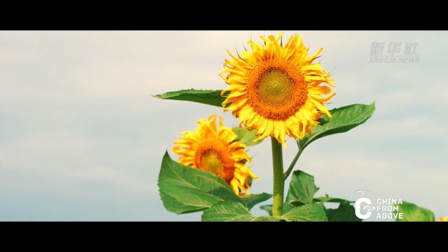 瞰中国|内蒙古通辽:向日葵花开惹人醉