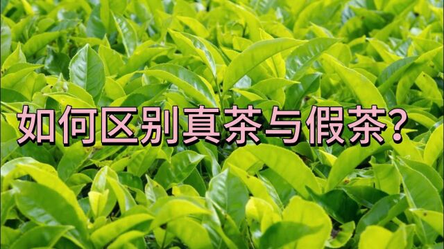 心灵壹号:如何区别真茶与假茶?