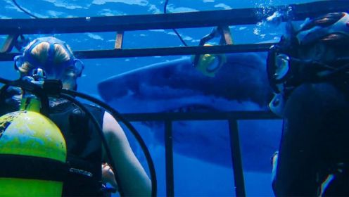 女孩为和鲨鱼亲密接触盲目潜水，生命永远停留在海底牢笼《鲨海》