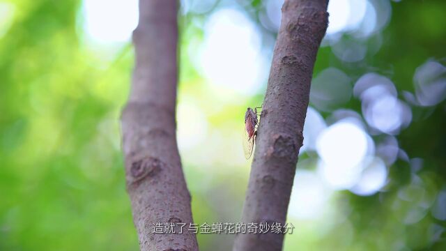 视频丨珍贵虫草“金蝉花”,缘何绽放宁乡夏铎铺?