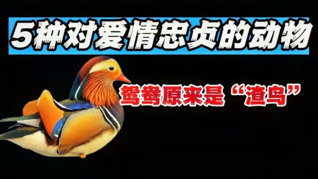 5种“一夫一妻制”的动物,鸳鸯却排不上名次,你知道有哪些吗?