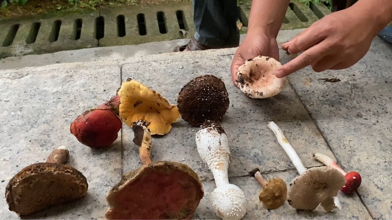 山上14种常见的毒蘑菇大集合,每一种都有剧毒,能认出3种算你厉害