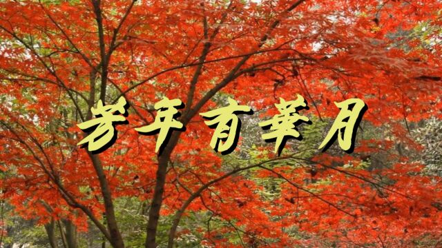 芳年华月(增补版)