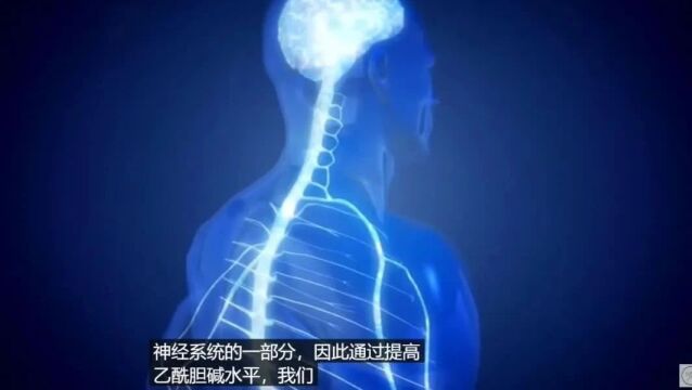 如何自然的增加脑部的乙酰胆碱(神经递质)|卢卡斯ⷥ奦退