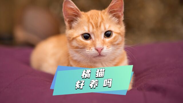 你觉得橘猫好养吗?有哪些要注意的事项呢?