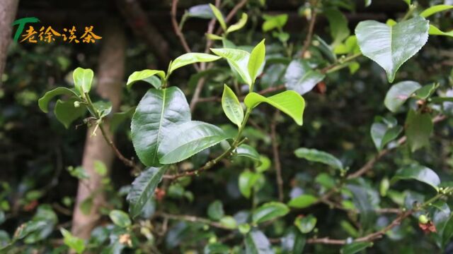 【老徐谈茶】特别节目:邦东古树单株需替换,今年秋茶品质会如何?