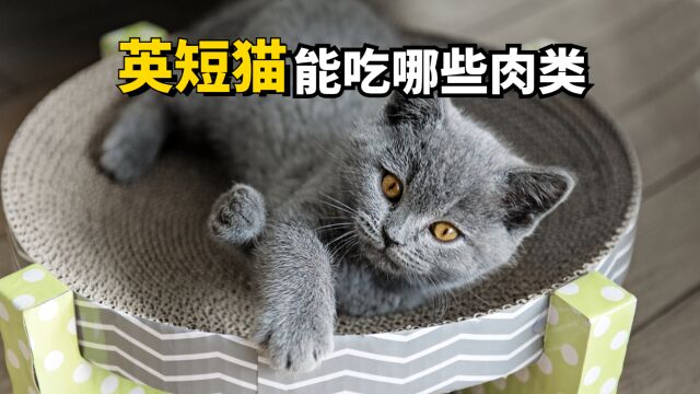 英短猫能吃哪些肉类呢?这几种肉它都爱吃