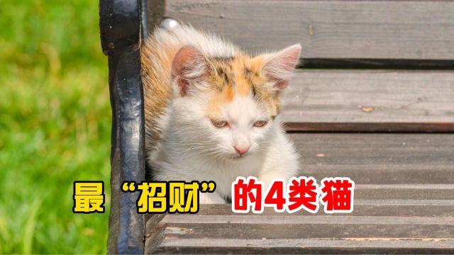 最“招财”的4类猫,有一个就了不起!