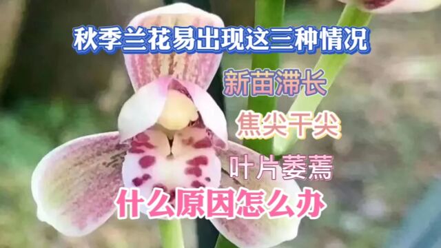 秋季兰花容易出现这三种情况是什么原因?该怎么办呢