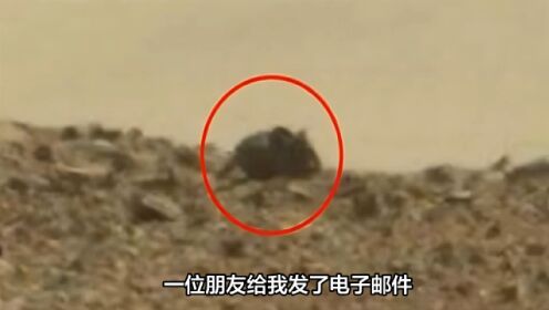 好奇号探测器成功拍摄火星老鼠照片：证实红色星球存在生命！