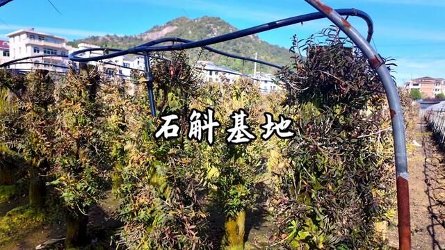 铁皮石斛种植基地#石斛 #种植基地 #记录我的种植生活 #三农 #优质农产品