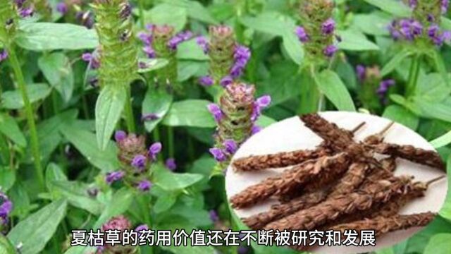 夏枯草植物的特征以及用途,我们一起来认识一下它吧