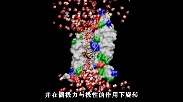 水通道蛋白:水分子进出细胞的方式