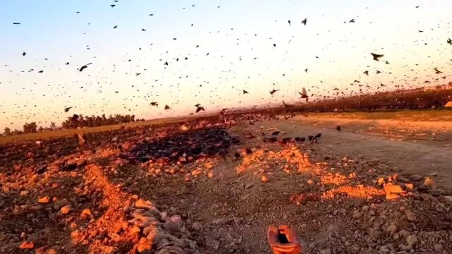 国外大量惊鸟泛滥成灾,农场居民居然用这种土办法拿捏惊鸟#野生动物#国外合法狩猎#户外#奇妙的动物#创作灵感