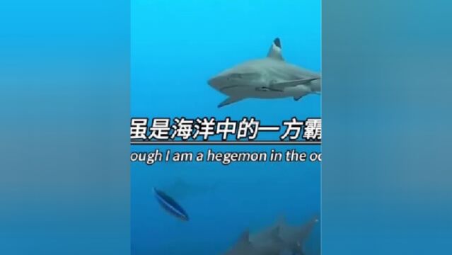 保护海洋生物,人人有责.