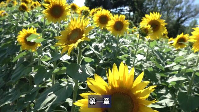 看植物学中文|向阳葵:追寻太阳的勇敢之花