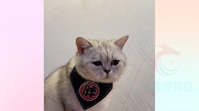 网友:这猫也太委屈了吧#猫咪的迷惑行为 #囧囧猫咪