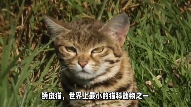 来认识一下锈斑猫——世界上最小的猫科动物