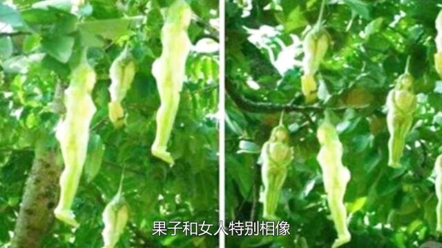 全球罕见女人树,果子和女人非常相像,游客:商家又搞小心思!