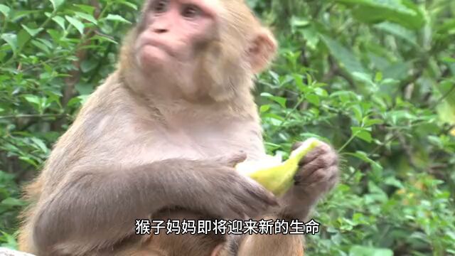 民间故事纳言的猴子