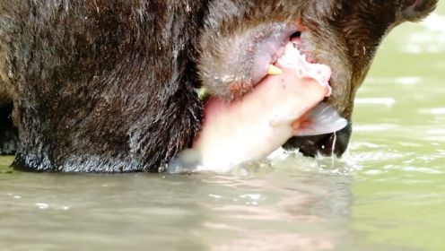 勘察加半岛鲑鱼盛宴  野生动物  人与自然  动物科普  动物  棕熊吃鲑鱼  棕熊  自然  纪录片