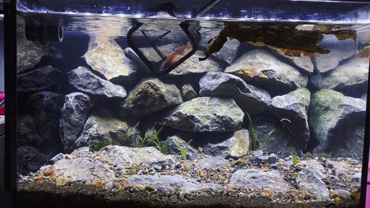 在里面砌一堵墙,充当虾虎乐园#养鱼日志 #溪流缸 #原生造景 #虾虎鱼