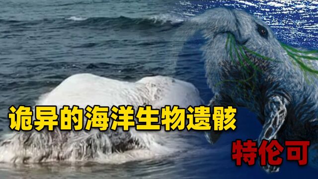 诡异的海洋生物遗骸,长有20厘米的白毛,还有长长的象鼻和虾尾?