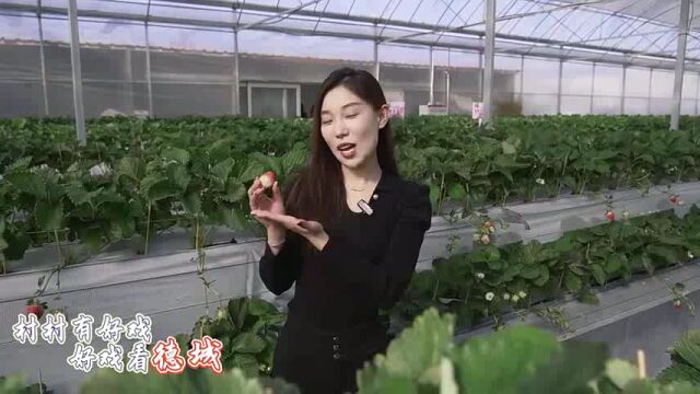 【齐鲁正能量】德州市德城区:“莓”好时光 “味”你而来