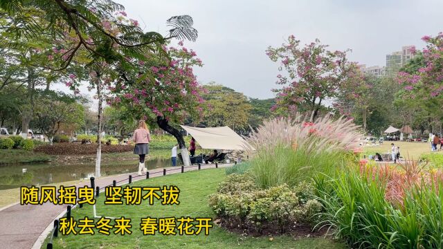 如果住在附近,我可以每天都来享受休闲时光,免费停车不用门票