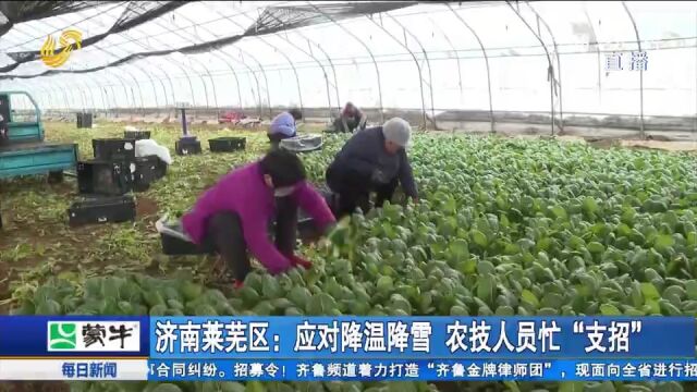 应对降温降雪,莱芜农技人员走进大棚,为作物“御寒”支招