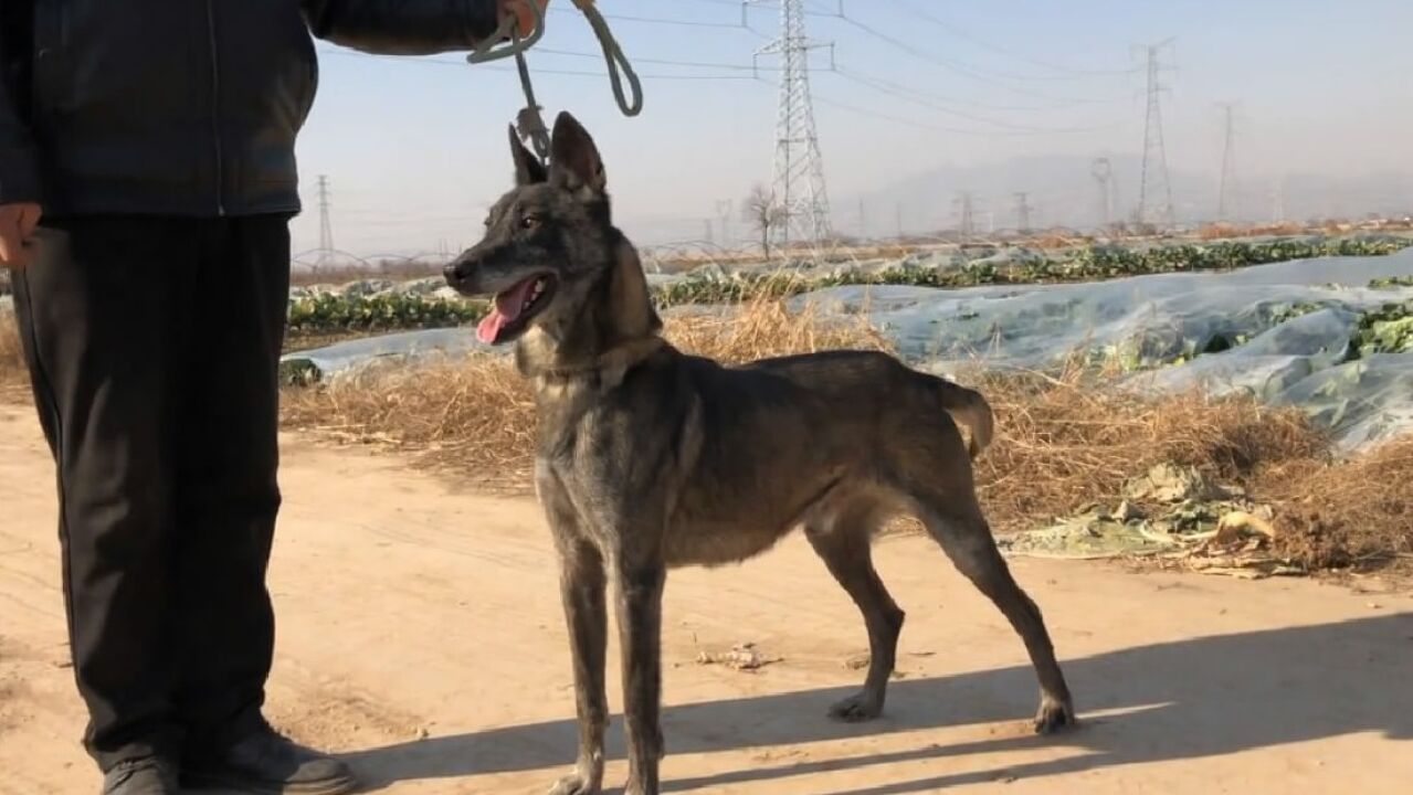 纯种老血马犬,也是我们这里最好种公犬,大家来欣赏品评下