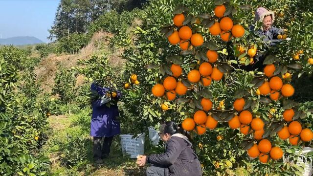 实拍江西赣南脐橙大丰收,一年的收入全靠这一天,果农高兴坏了