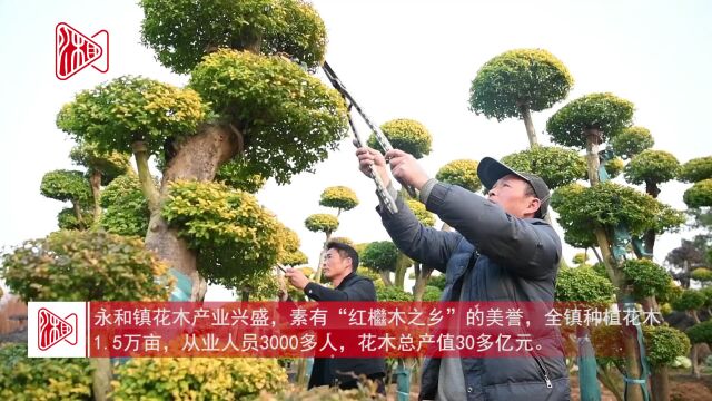 浏阳市永和镇壮大花木产业 助力乡村振兴