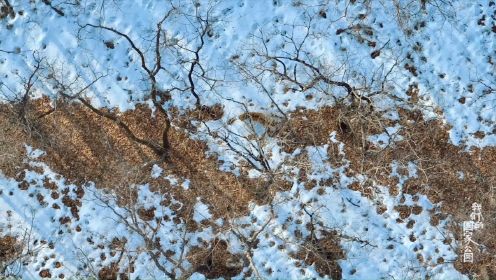 我们的国家公园首次在野外通过无人机连续追踪拍摄东北虎