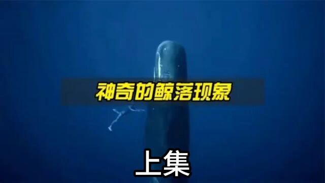 深海中最神奇的鲸落现象,让人类为之震撼!上集