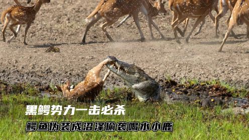 鳄鱼穿“吉利服”伪装成沼泽，偷袭岸边喝水的小鹿，一击必杀！